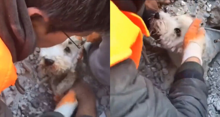 Perro mirando a uno de los rescatistas poco antes de ser rescatado en Turquía.