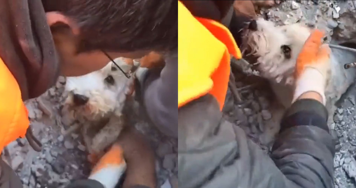 Perro mirando a uno de los rescatistas poco antes de ser rescatado en Turquía.