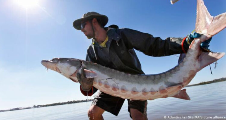 Pez prehistórico es encontrado en la costa de Estados Unidos