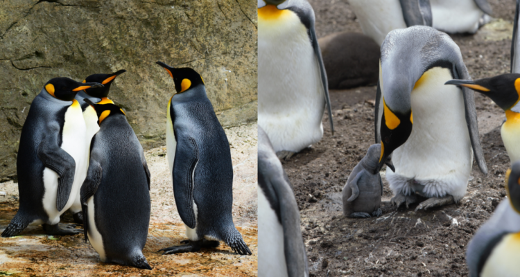 Fotografías de Pingüino emperador en referencia al descubrimiento del pinguino más grande de la historia