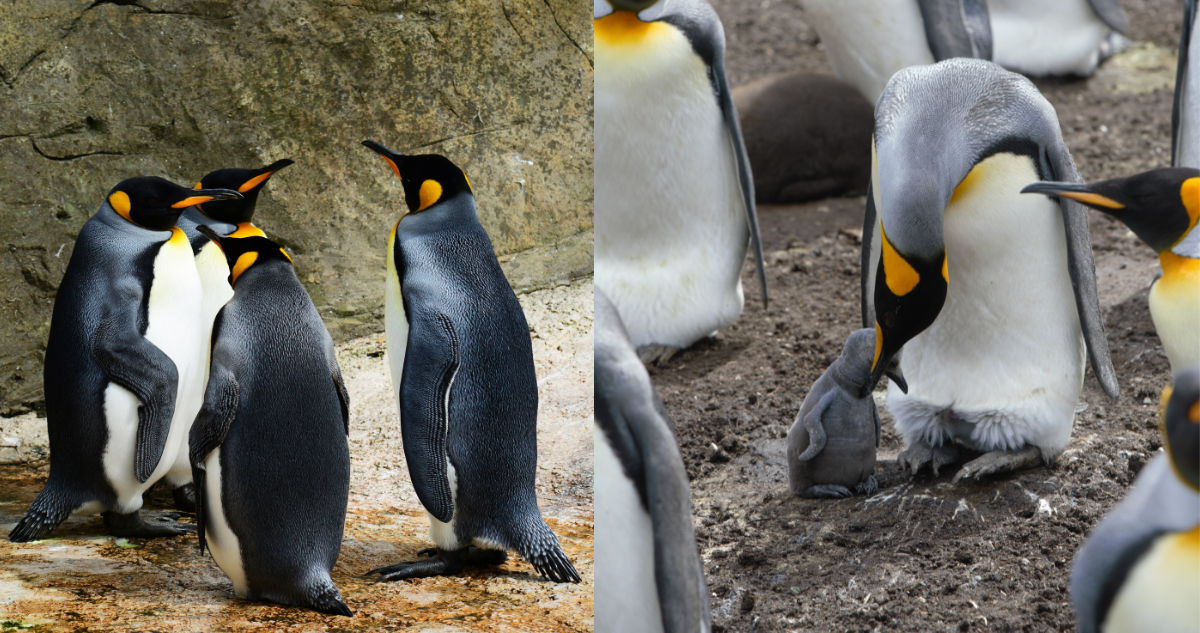 Fotografías de Pingüino emperador en referencia al descubrimiento del pinguino más grande de la historia