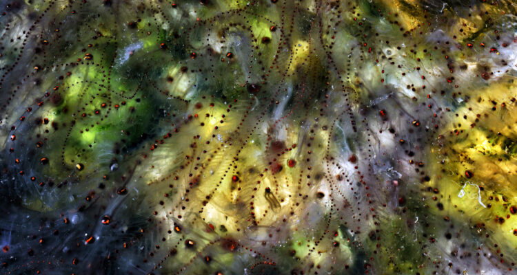 Descubren que el plancton estaría afectando al clima