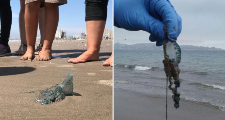 Cierran playas en Coquimbo y La Serena por presencia de fragata portuguesa