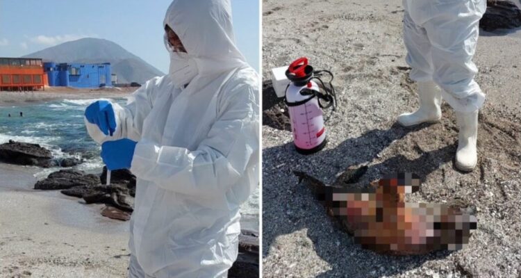 Confirman primer caso de influenza aviar en un lobo marino en playa de Antofagasta