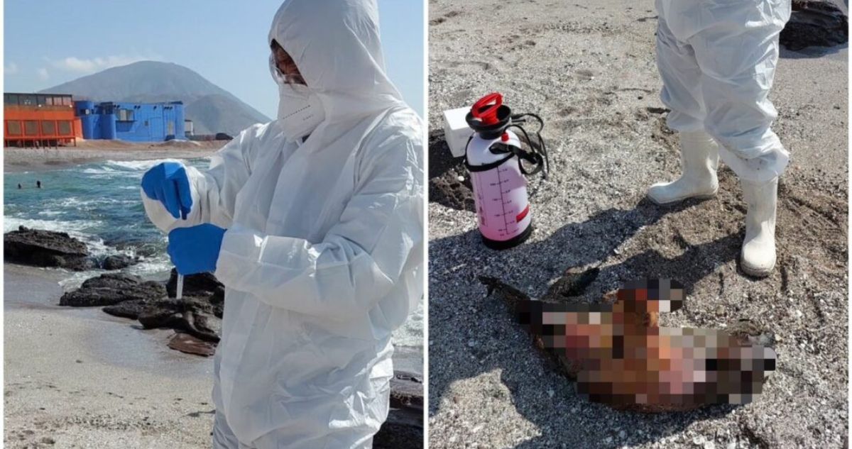 Confirman primer caso de influenza aviar en un lobo marino en playa de Antofagasta