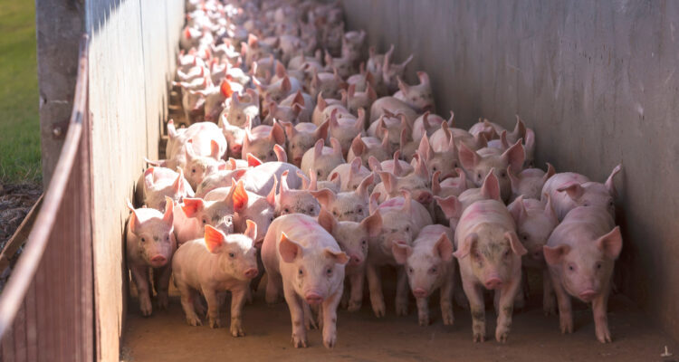 Chile tiene su primera norma de olores, que regulará sector porcino