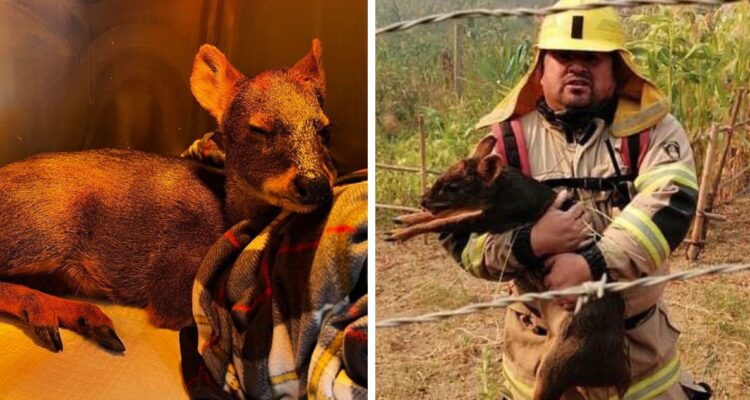 Personal de bomberos logra rescatar a pudú en medio de las llamas de incendio forestal en Concepción Bío Bío