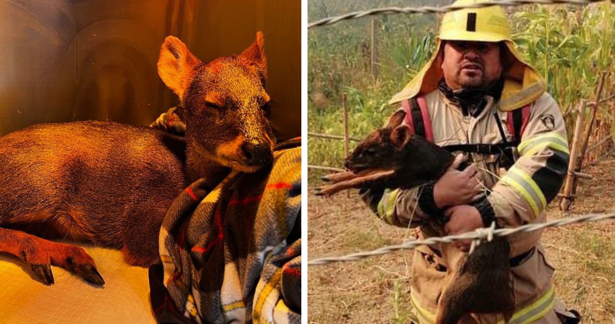 Personal de bomberos logra rescatar a pudú en medio de las llamas de incendio forestal en Concepción Bío Bío