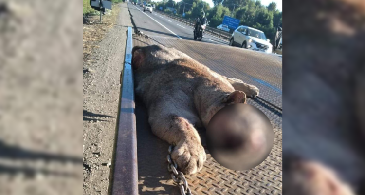Puma atropellado en La Araucanía