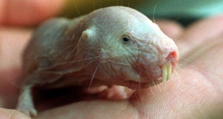 La rata topo desnuda, el extraño animal que desafía las reglas de la vida