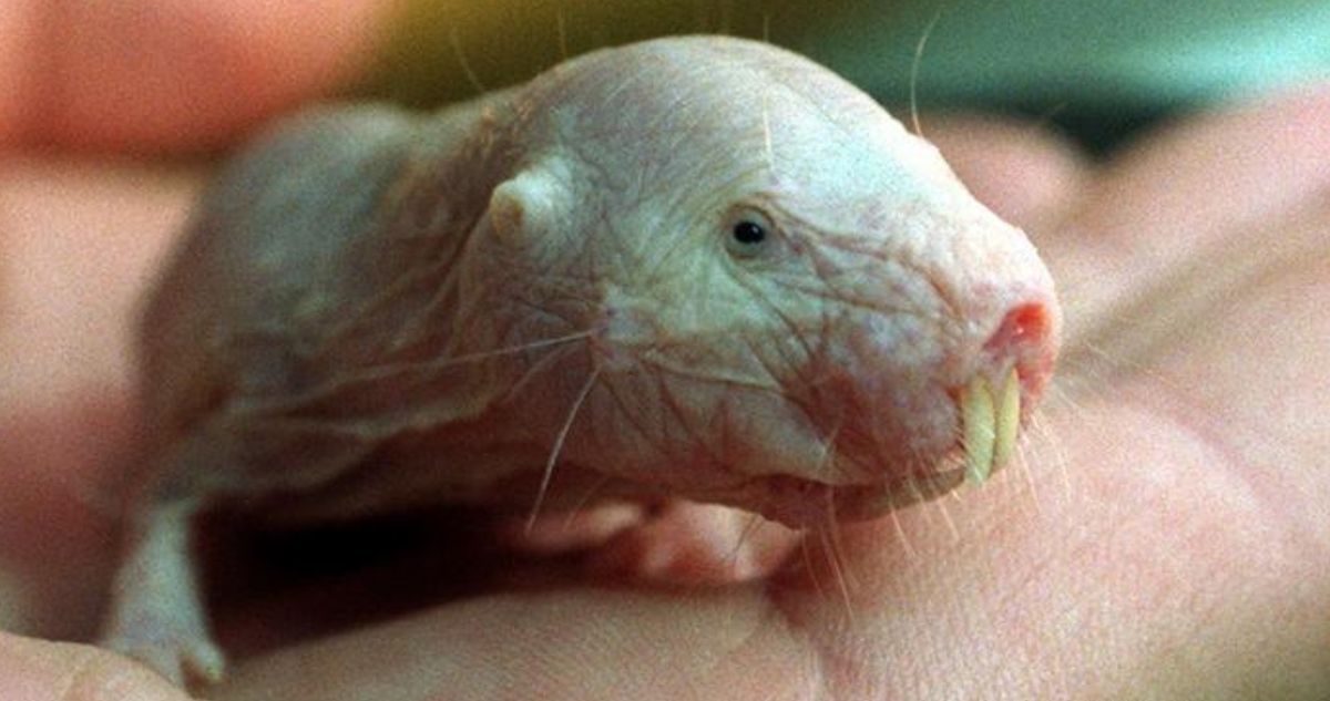 La rata topo desnuda, el extraño animal que desafía las reglas de la vida