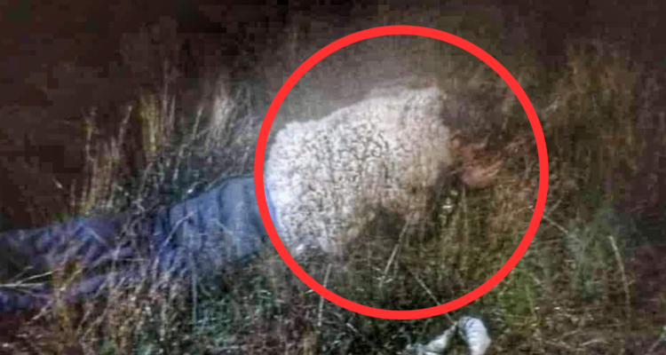 Recluso de Bolivia intentó escapar de la cárcel vestido de oveja: salió “trasquilado”