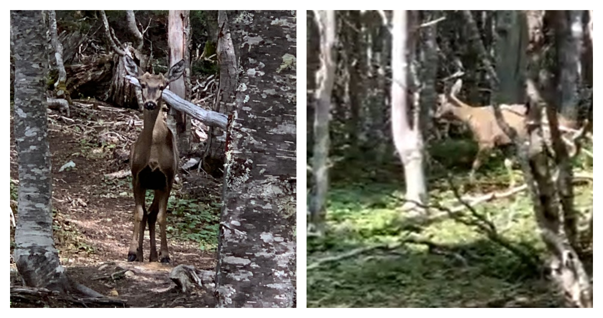 Huemul en Reserva Nacional Magallanes