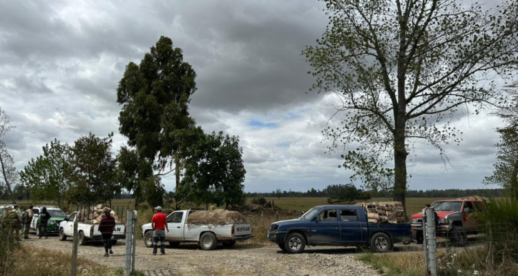 robo madera Río Bueno