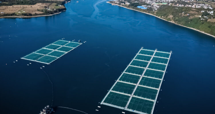 Salmonera canadiense en Chile acusa denegación de justicia fallo la haría perder 170 mil peces