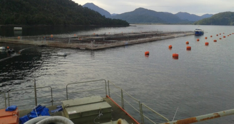 SMA inicia procedimientos sancionatorios por sobreproducción contra salmoneras Nova Austral y Multiexport