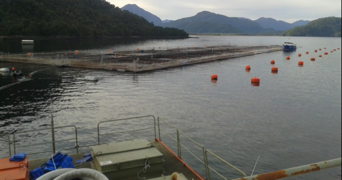 SMA inicia procedimientos sancionatorios por sobreproducción contra salmoneras Nova Austral y Multiexport