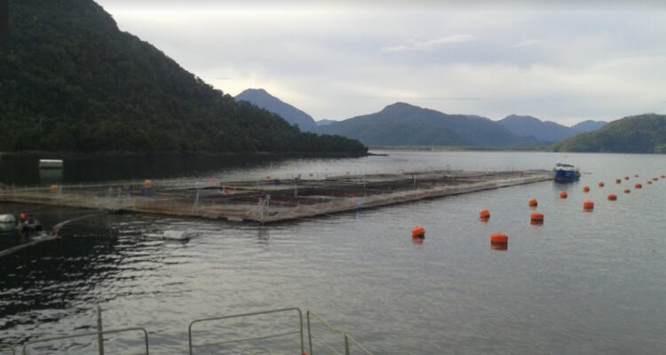 SMA detecta grave irregularidad en Centro de Salmones instalado en Parque Nacional Melimoyu en Aysén