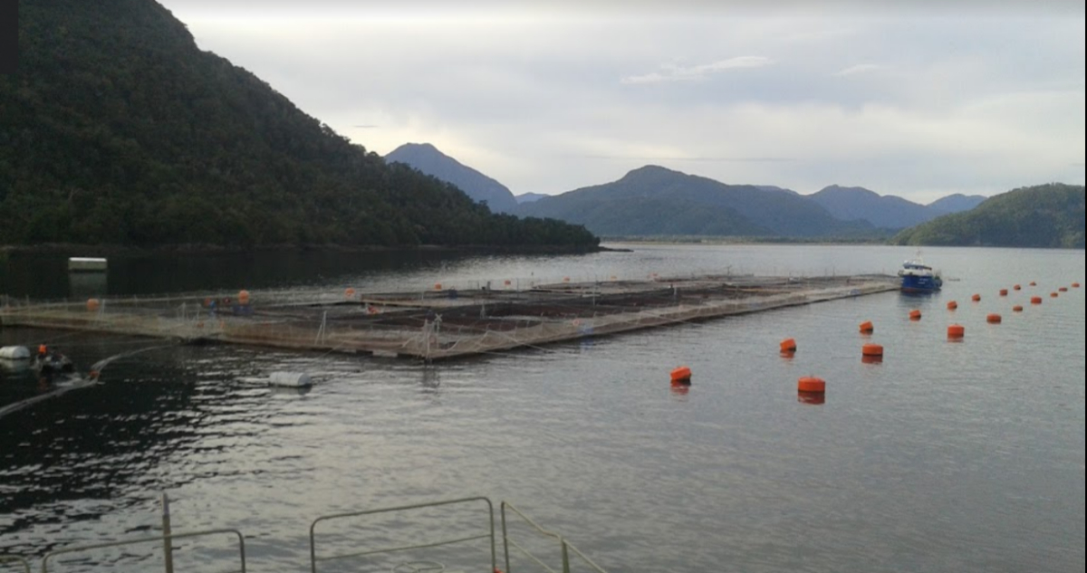 SMA detecta grave irregularidad en Centro de Salmones instalado en Parque Nacional Melimoyu en Aysén