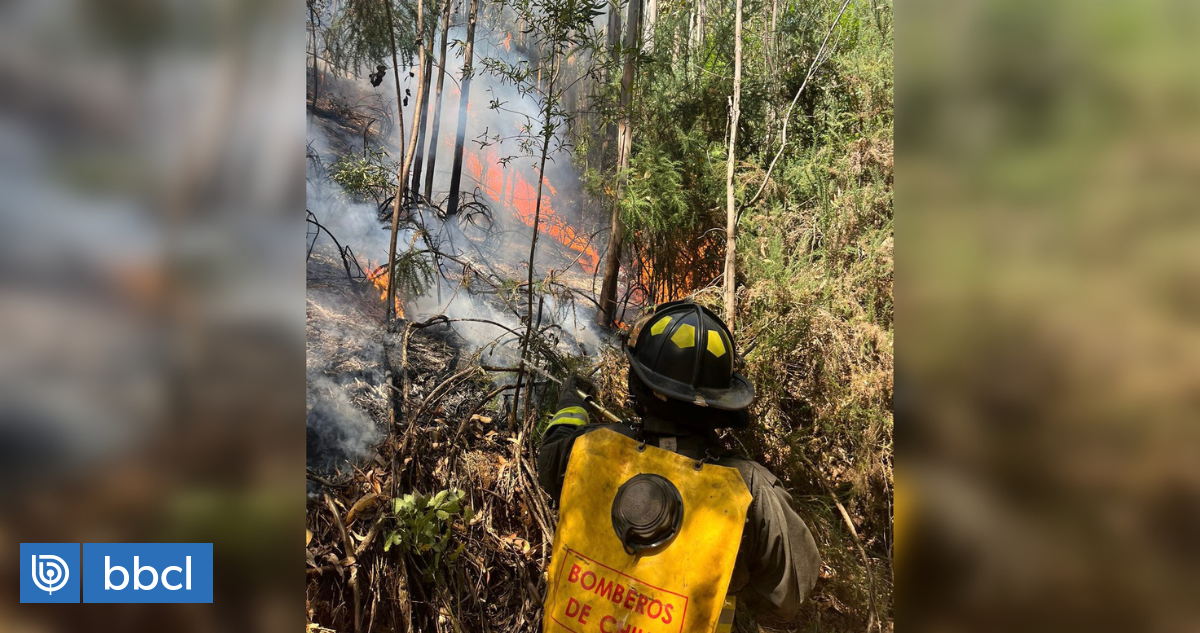 Valdivia Mantiene Alerta Roja Por Incendio Forestal Van Cerca De 38 Hectáreas Consumidas 5039