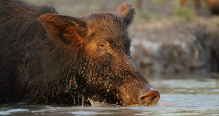 Preocupación por supercerdos en Canadá y EEUU