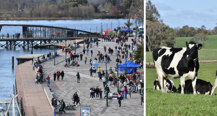 Valdivia vacas caballos