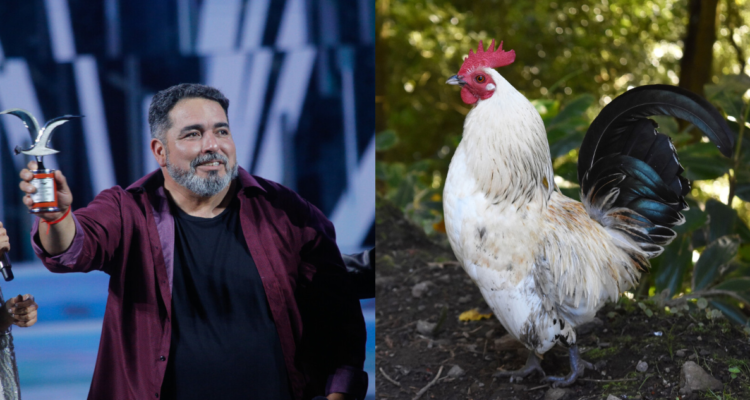 Rodrigo Villegas (izquierda) y la fotografía de un gallo (derecha) en referencia a un hombre que falleció después de ser atacado por el animal en Irlanda