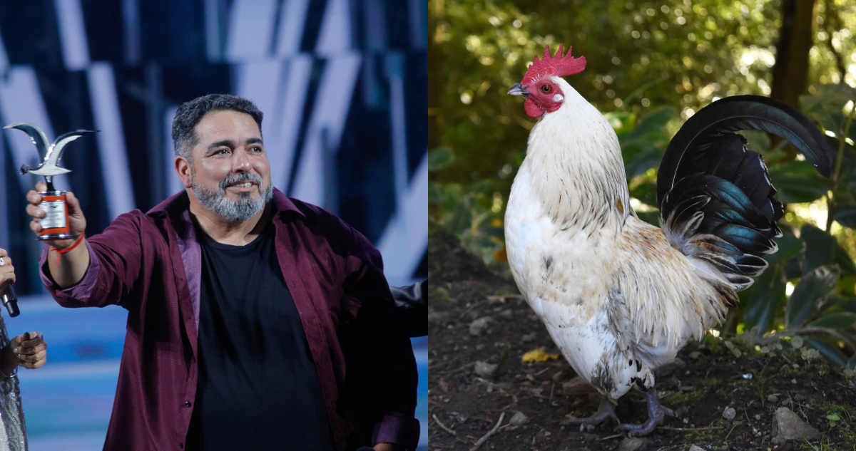 Rodrigo Villegas (izquierda) y la fotografía de un gallo (derecha) en referencia a un hombre que falleció después de ser atacado por el animal en Irlanda