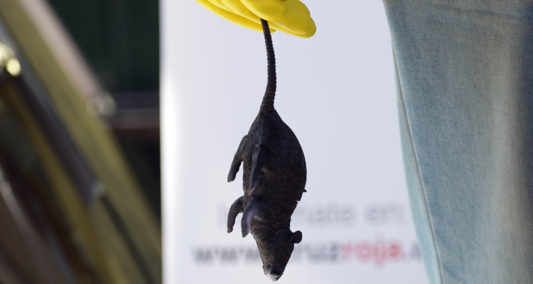 virus Hanta La Araucanía