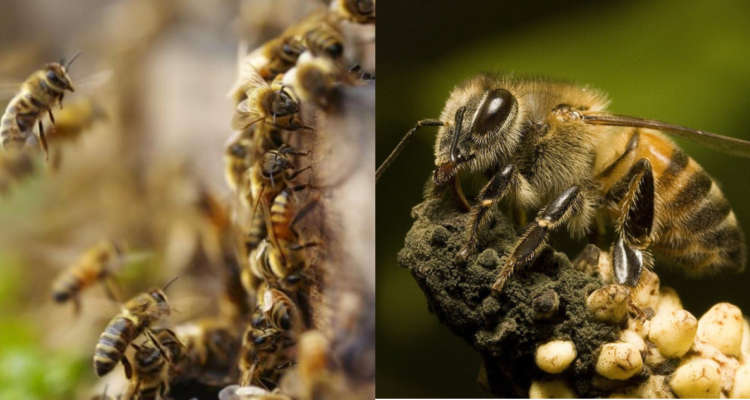 Abejas asesinas matan a hombre en Honduras