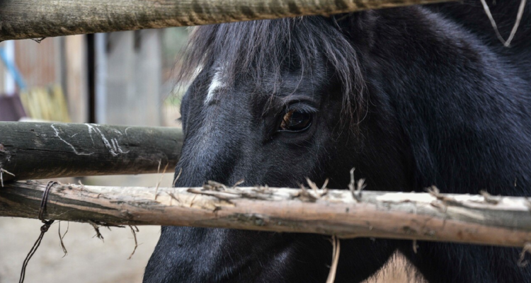 Adolescente chocó motocicleta contra dos caballos transportados por jinetes ebrios en Yumbel