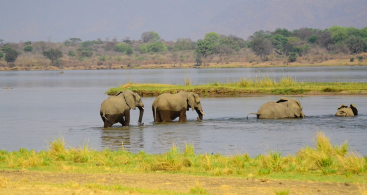 Documental animales de África