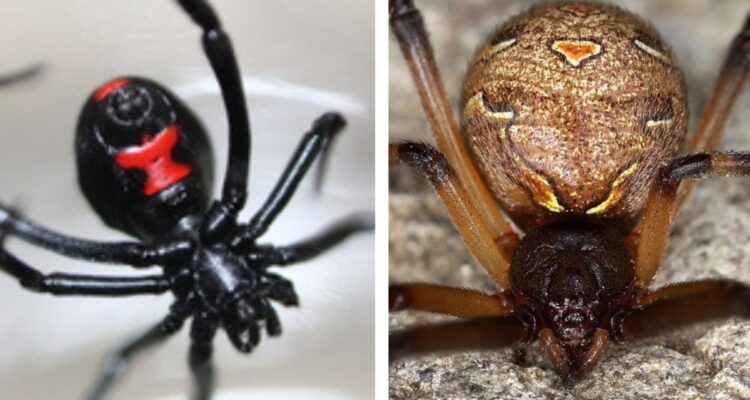 Viuda Negra vs Viuda Marrón: Una de las dos arañas está haciendo desaparecer a la otra en Estados Unidos