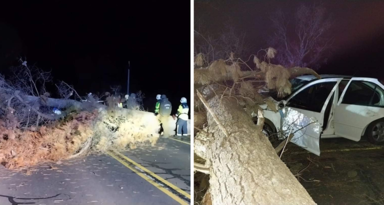 Cortan árboles y los arrojan a la ruta entre Curacautín y Victoria: hay al menos un choque de auto