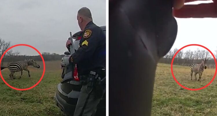 Un video registró el operativo policial en Estados Unidos por el ataque de una cebra “hostil” que dejó gravemente herido a un hombre en Ohio.