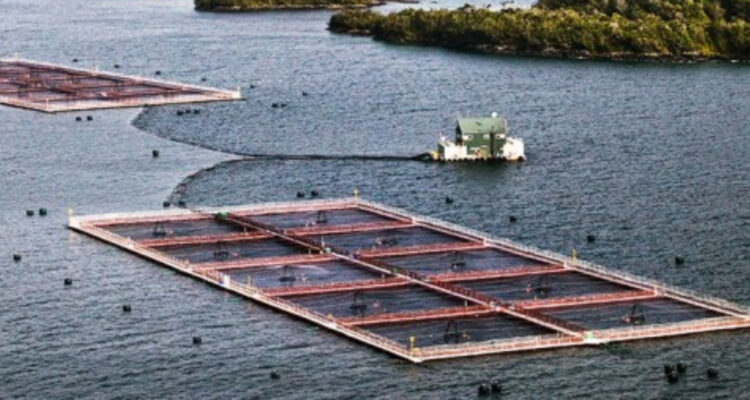 autodenuncia de salmonera por sobreproducción