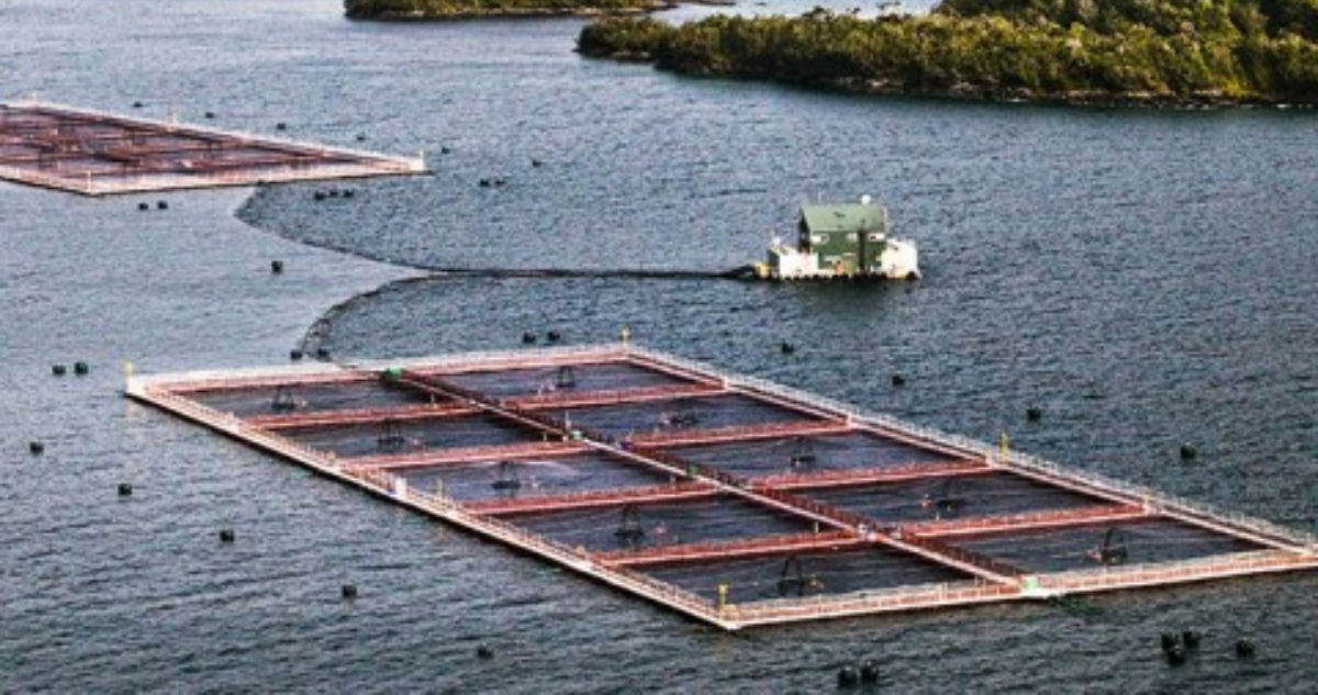 autodenuncia de salmonera por sobreproducción