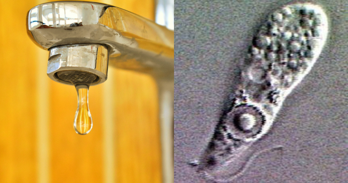 Foto de una llave de agua. A su lado, imagen de la llamada “ameba comecerebros”.