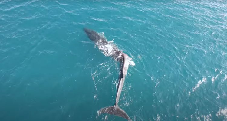 Captura de un video de la ballena con escoliosis, captada por un dron.