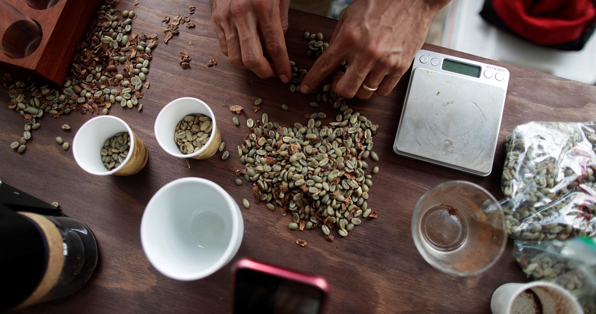 El cambio climático antropogénico amenaza el cultivo del café, alerta un nuevo estudio que aborda los riesgos enfrentados por estas plantaciones en los países productores.