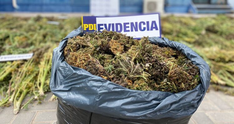 Importante decomiso de cannabis en Copiapo