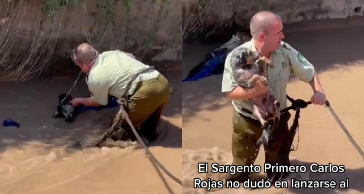 Captan a carabinero rescatando a perrito en el Canal San Carlos
