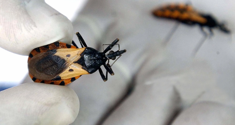 Insecto portador del virus del chagas