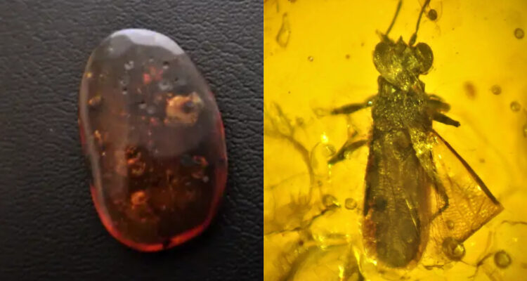 Investigador chileno encontró la chinche de ojos grandes más antigua del planeta