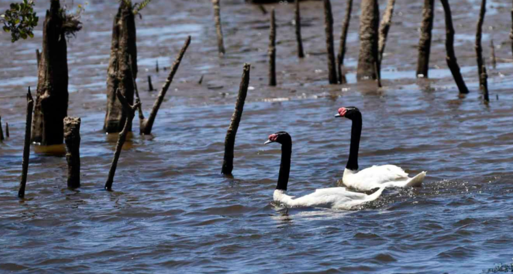 cisnes Valdivia influenza aviar
