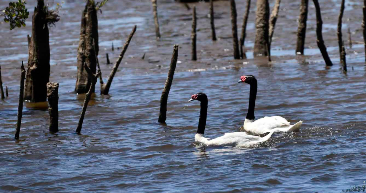 cisnes Valdivia influenza aviar