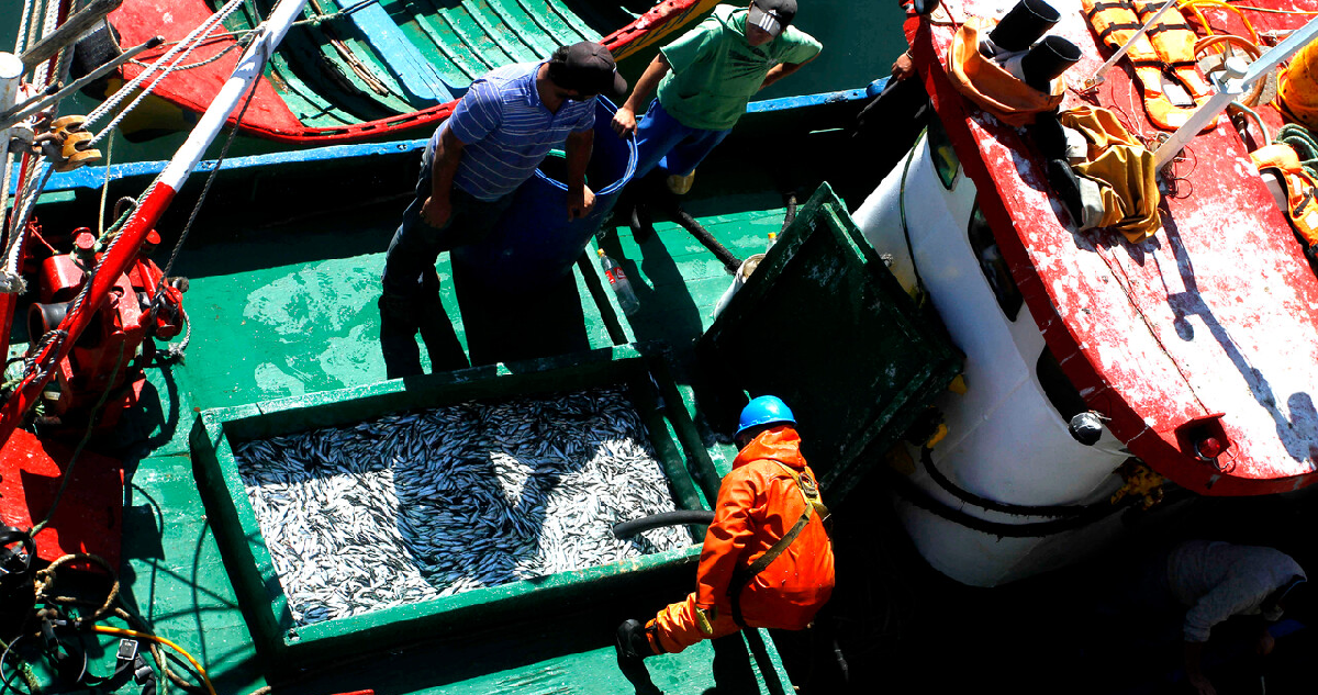 Comenzó oficialmente la temporada de captura de sardinas y anchovetas en Bío Bío y Ñuble