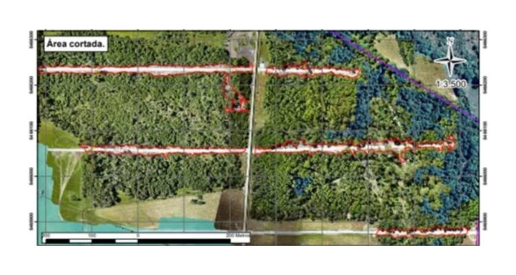 Tala de bosque nativo en Chan Chan