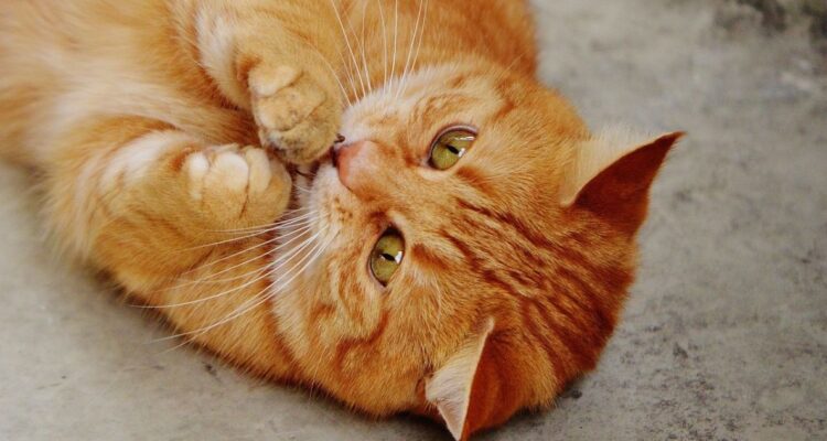 6 maneras diferentes de hacer feliz a tu gato en casa