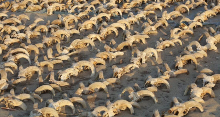Encuentran miles de cabezas de oveja momificadas en Egipto